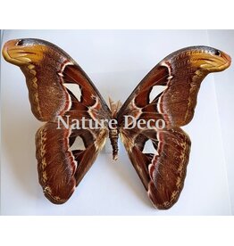 . Ongeprepareerde Attacus Atlas voor Danj