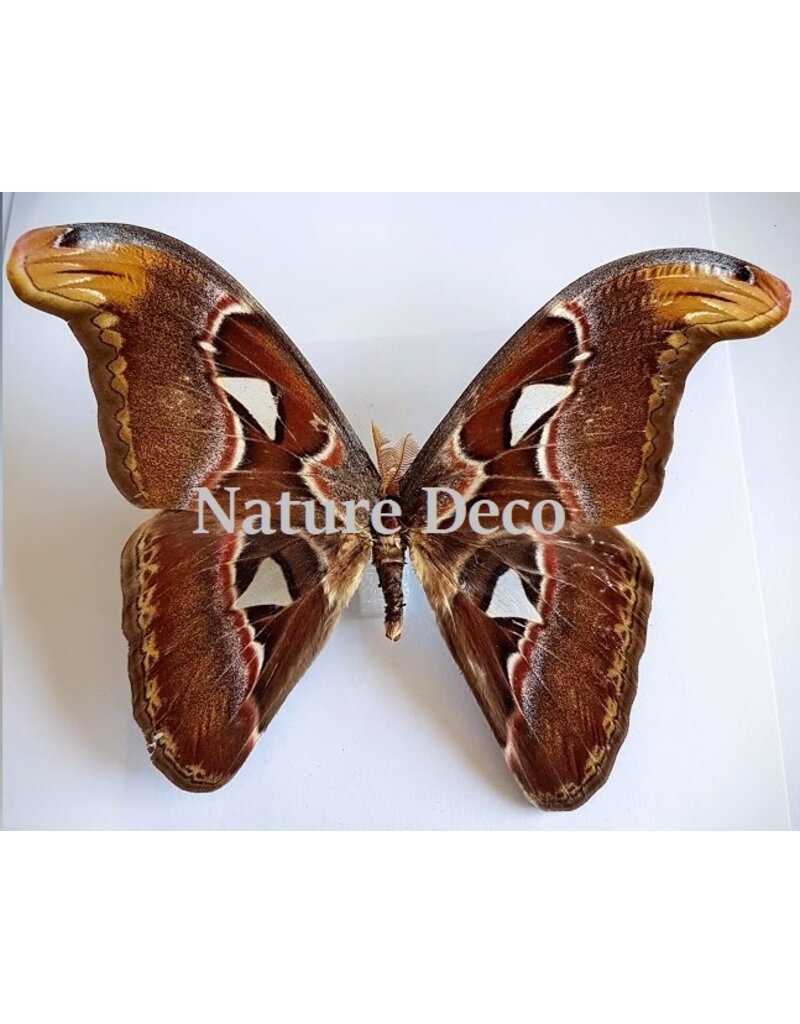 . Ongeprepareerde Attacus Atlas -voor Dani