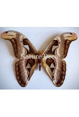 . Ongeprepareerde Attacus Atlas -voor Dani
