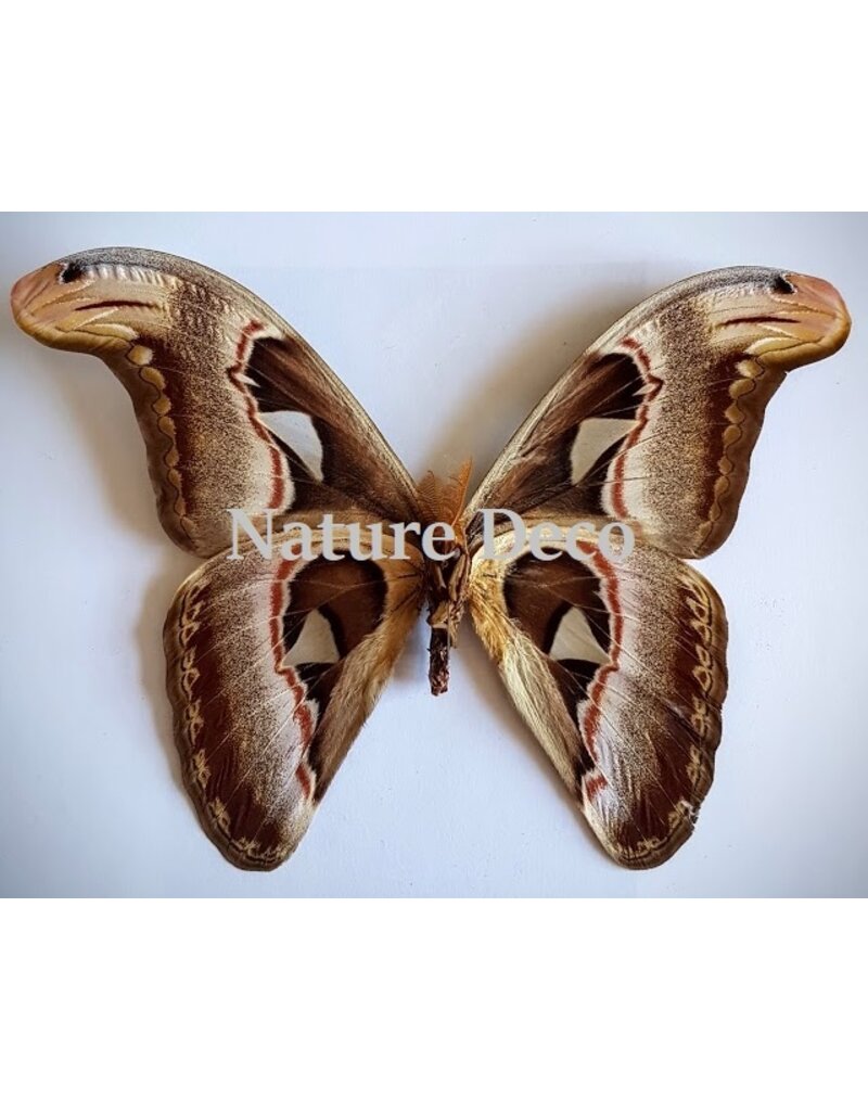. Ongeprepareerde Attacus Atlas -voor Dani