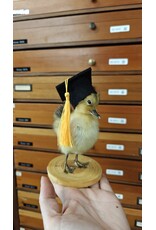 Nature Deco Mounted Duckling – Graduation Edition