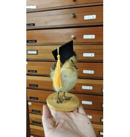 Nature Deco Mounted Duckling – Graduation Edition