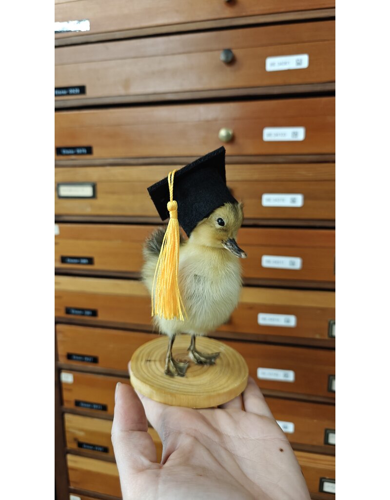 Nature Deco Mounted Duckling – Graduation Edition