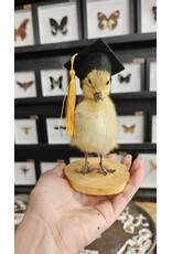 Nature Deco Mounted Duckling – Graduation Edition