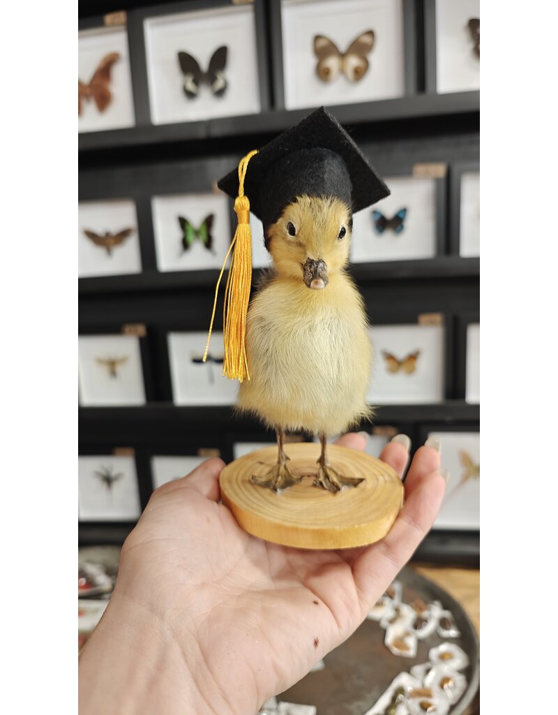 Nature Deco Mounted Duckling – Graduation Edition
