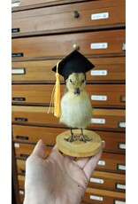 Nature Deco Mounted Duckling – Graduation Edition