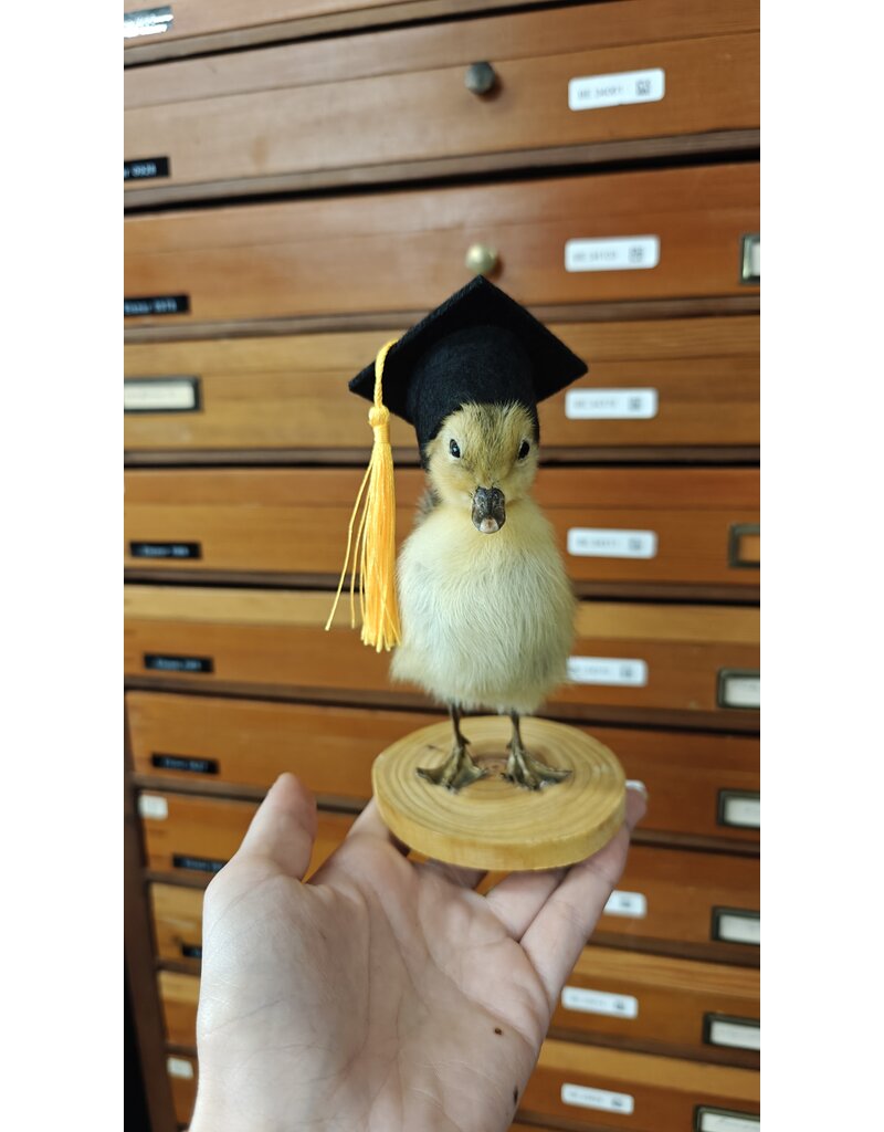 Nature Deco Mounted Duckling – Graduation Edition