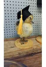 Nature Deco Mounted Duckling – Graduation Edition
