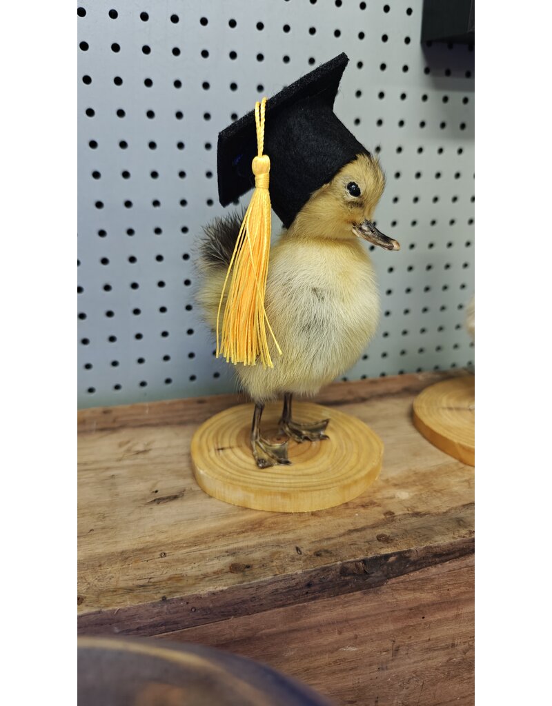 Nature Deco Mounted Duckling – Graduation Edition