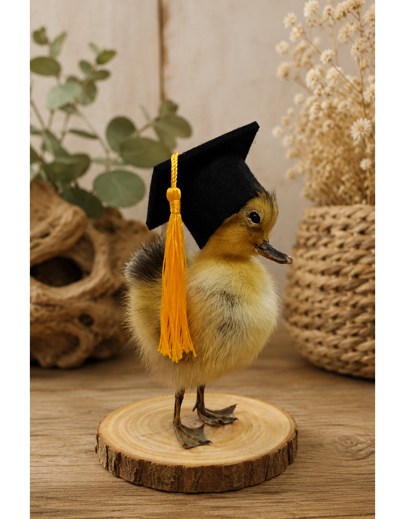 Nature Deco Mounted Duckling – Graduation Edition