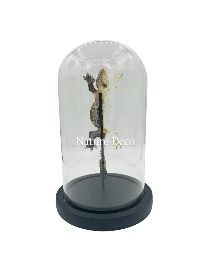Nature Deco Gecko half mounted - half skeleton in glass dome 13 x 21 cm