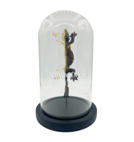 Nature Deco Gekko half opgezet - half skelet in stolp