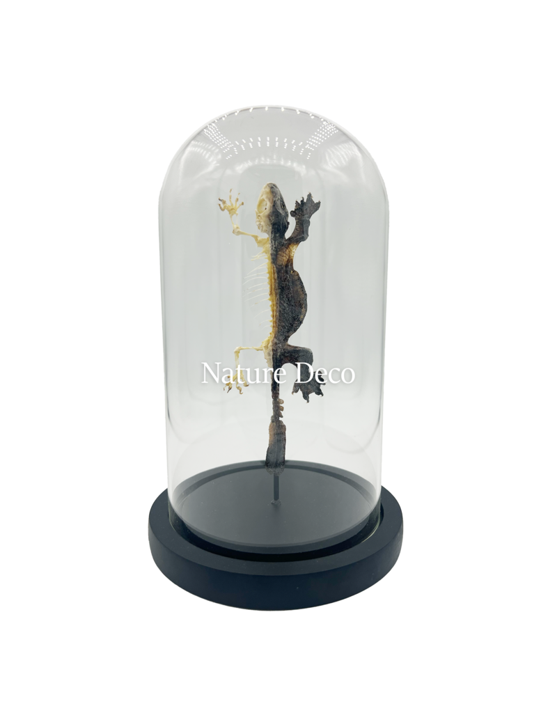 Nature Deco Gekko half opgezet - half skelet in stolp  13 x 21 cm