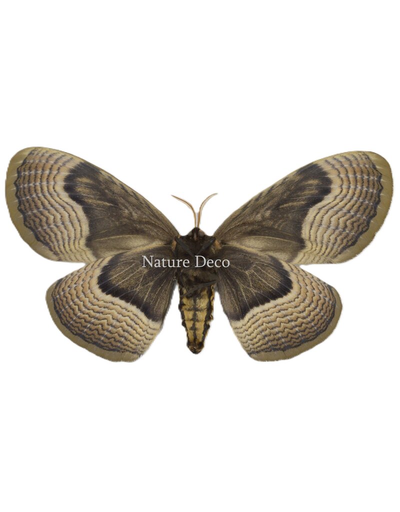 . Unmounted / dried Brahmaea tancrei