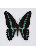Nature Deco Graphium Milion in luxury 3D frame 17 x 17cm