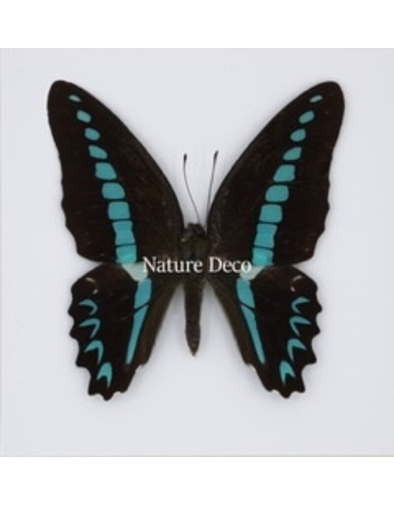 Nature Deco Graphium Milion in luxury 3D frame 17 x 17cm