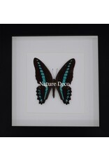 Nature Deco Graphium Milion in luxe 3D lijst 17 x 17cm