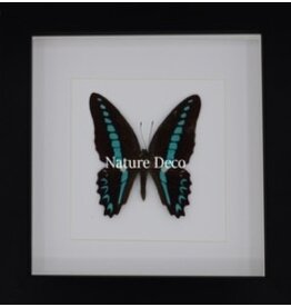 Nature Deco Graphium Milion in luxe 3D lijst