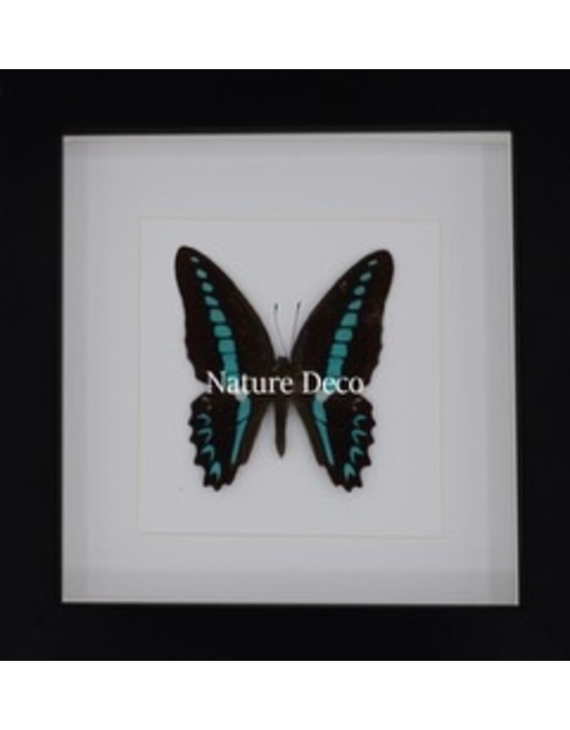 Nature Deco Graphium Milion in luxe 3D lijst 17 x 17cm