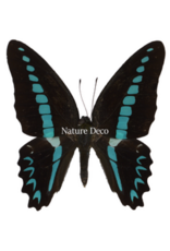 . Ongeprepareerde  Graphium Milon