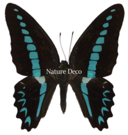 . Ongeprepareerde Graphium Milon