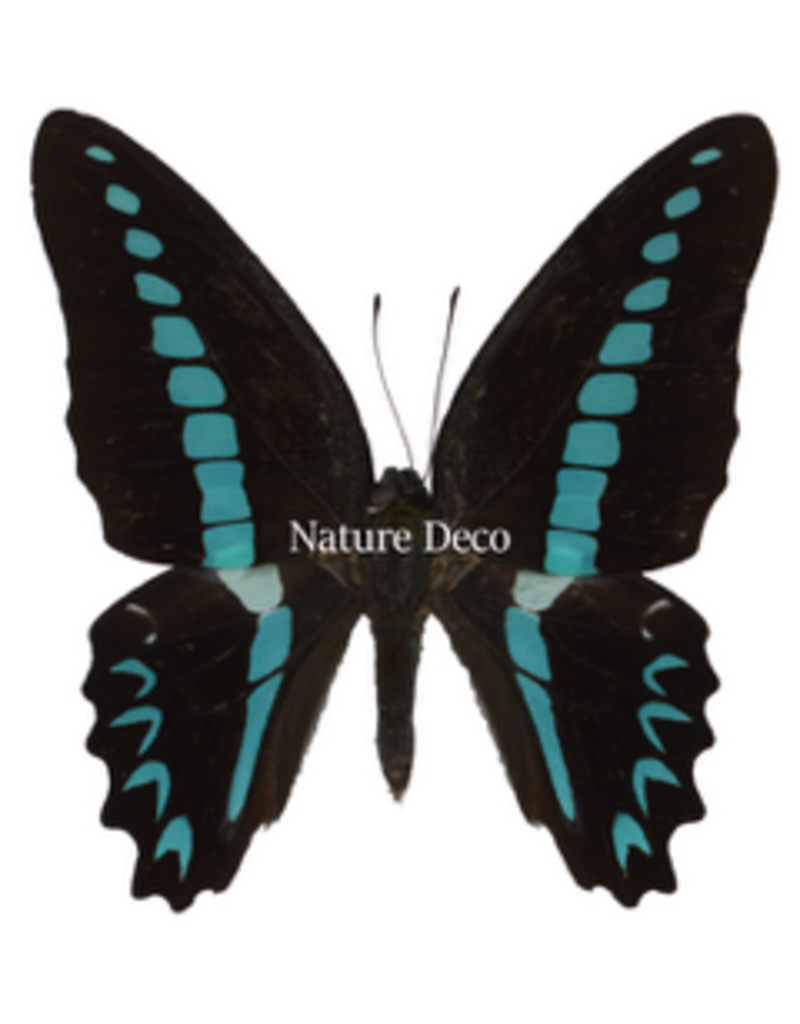 . Unmounted  Graphium Milon