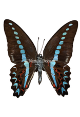 . Unmounted  Graphium Milon
