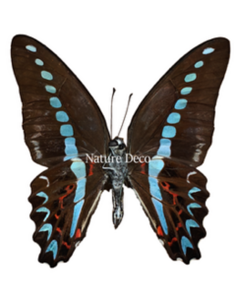 . Unmounted  Graphium Milon