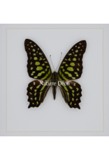 Nature Deco Graphium Agamemnon in luxe 3D lijst 17 x 17cm