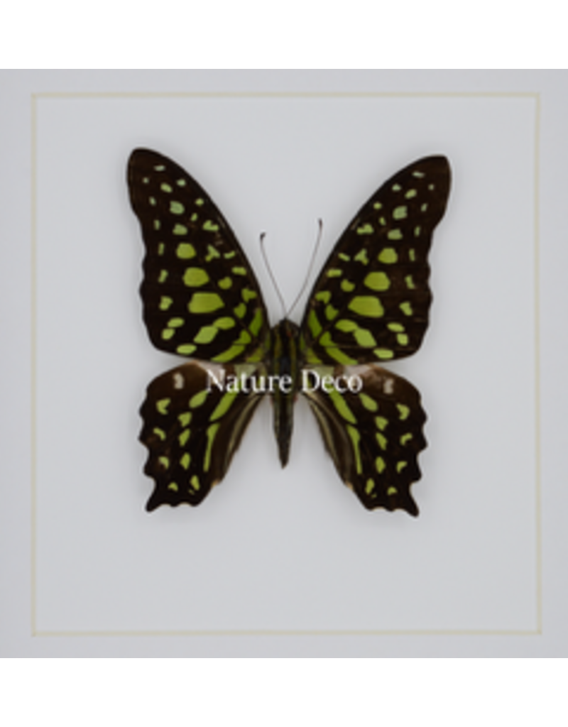 Nature Deco Graphium Agamemnon in luxe 3D lijst 17 x 17cm