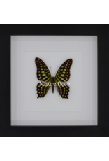 Nature Deco Graphium Agamemnon in luxury 3D frame 17 x 17cm