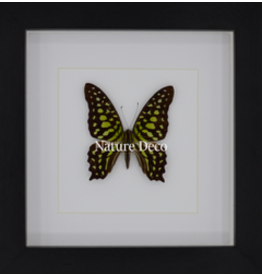 Nature Deco Graphium Agamemnon in luxe 3D lijst