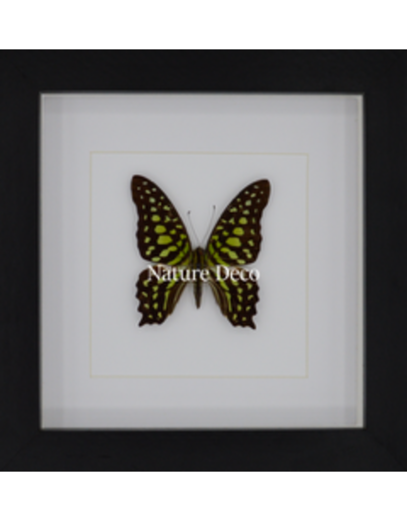 Nature Deco Graphium Agamemnon in luxe 3D lijst 17 x 17cm