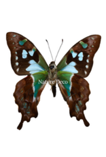 . Ongeprepareerde Graphium stresemanni
