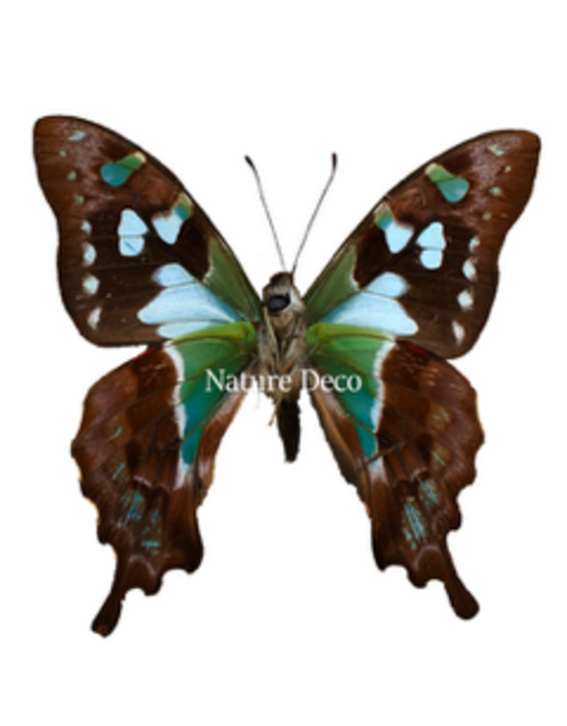 . Unmounted Graphium stresemanni