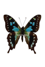 . Unmounted Graphium stresemanni