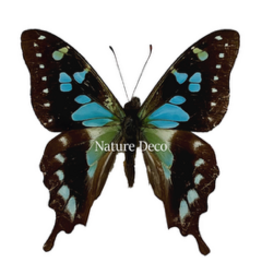 . Ongeprepareerde Graphium stresemanni