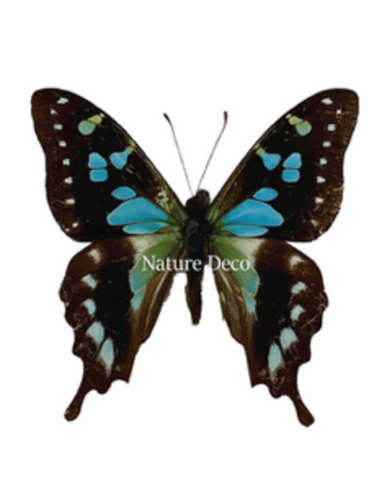 . Unmounted Graphium stresemanni