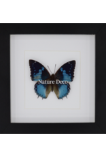 Nature Deco Charaxes Smaragdalis in luxury 3D frame 17 x 17cm