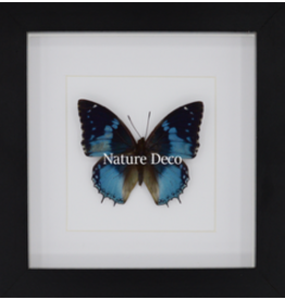 Nature Deco Charaxes Smaragdalis in luxe 3D lijst