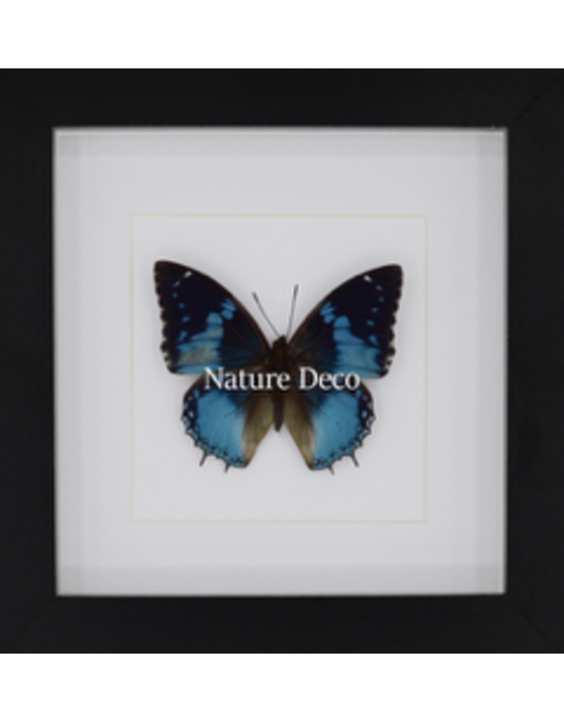 Nature Deco Charaxes Smaragdalis in luxury 3D frame 17 x 17cm