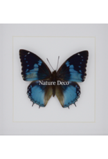 Nature Deco Charaxes Smaragdalis in luxury 3D frame 17 x 17cm