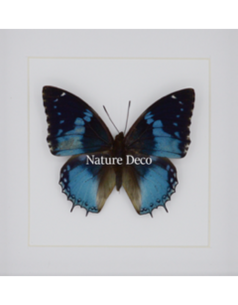 Nature Deco Charaxes Smaragdalis in luxury 3D frame 17 x 17cm
