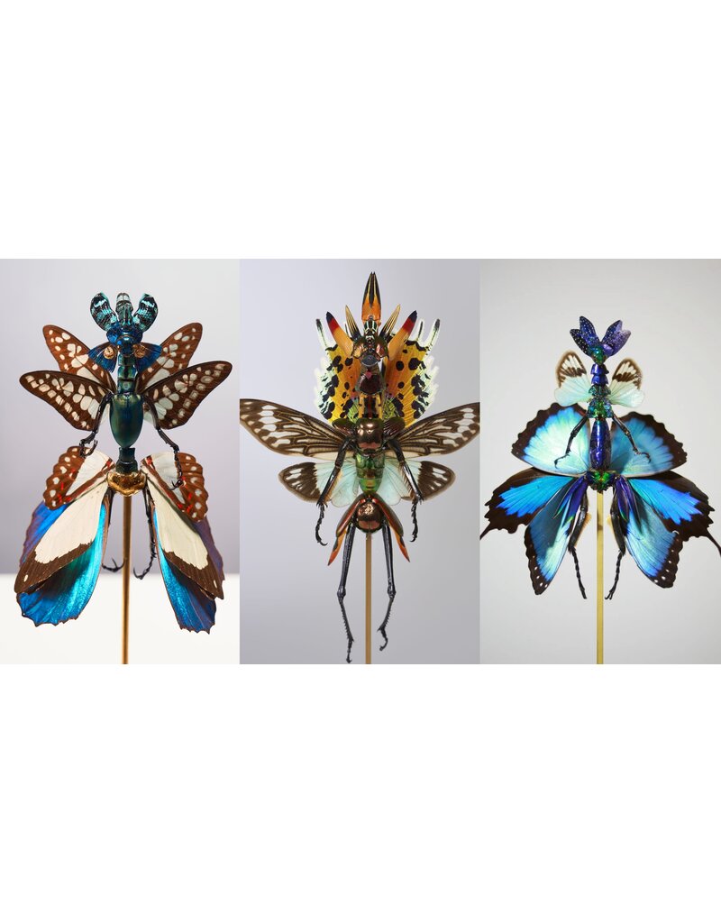 Lot insects for Cedric