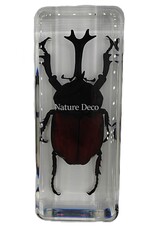 . Reuze neushoorn kever in hars 4 x 11 x 3 cm