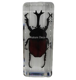 . Giant unicorn beetle in resin 4 x 11 x 3 cm