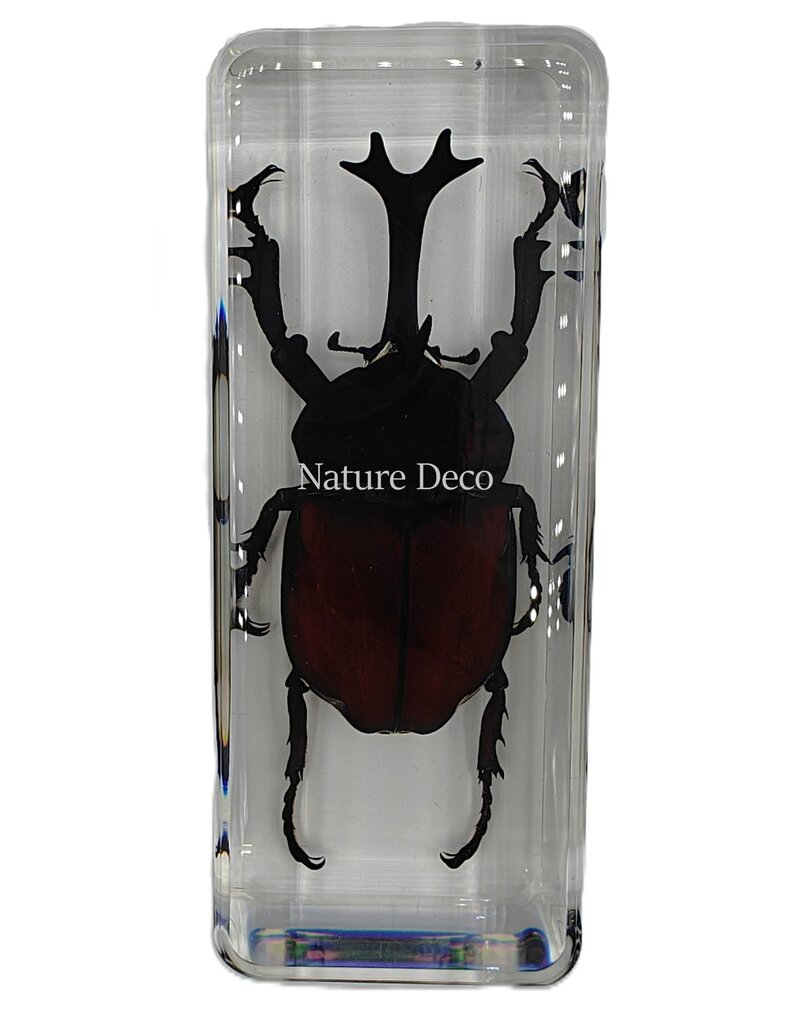 . Reuze neushoorn kever in hars 4 x 11 x 3 cm