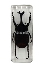 . Giant unicorn beetle in resin 4 x 11 x 3 cm