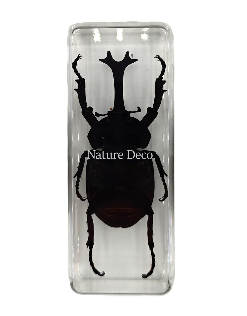 . Reuze neushoorn kever in hars 4 x 11 x 3 cm