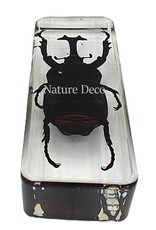 . Giant unicorn beetle in resin 4 x 11 x 3 cm